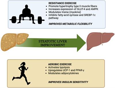 Diet and physical exercise as key players to tackle MASLD through improvement of insulin resistance and metabolic flexibility